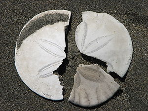 Broken sanddollar pieces