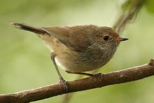 Brown Thornbill.jpg