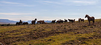 Chevaux près de Höfn.