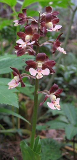 Dvispalvė kalantė (Calanthe discolor)