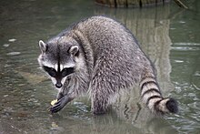 California Raccoon.jpg