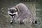 Raccoon