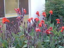 Canna edulis