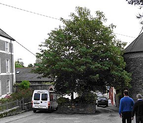 Castletownshend '2 Trees' - geograph.org.uk - 506194.jpg