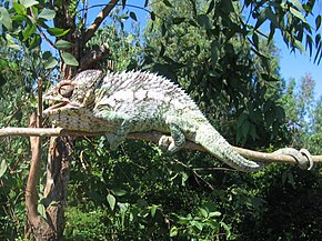 Description de l'image Chameleon_in_Berenty_Madagascar_0001.JPG.