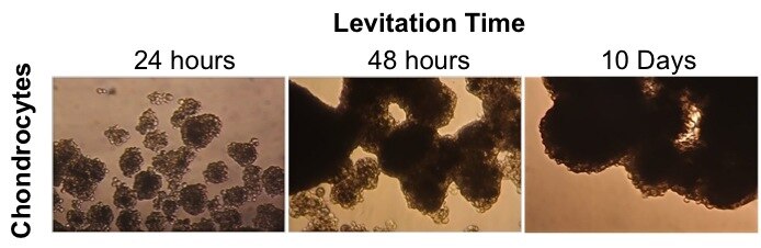 File:Chondrocytes cultured in 3D by MLM at different time points.tiff