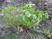 Gewöhnliches Tellerkraut (Winterportulak, Kubaspinat)