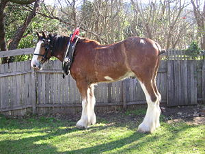 A young Clydesdale in Australia. The need for ...