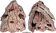 Crâne de Cotylorhynchus romeri (spécimen OMNH 04329) en vues dorsale et ventralele