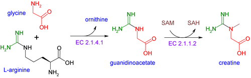 CreatineSynthesis (en) .png