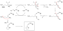 2D chemical structure diagram depicting a lysine residue from the enzyme first reacting with DFMO, elimination of fluoride and carbon dioxide, followed by cysteine attacking the covalent lysine-DFMO adduct freeing the lysine residue to form an irreverible cysteine adduct.