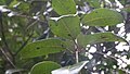 Verticille de feuilles de Condylocarpon guyanense