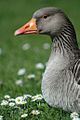 Neck of a goose