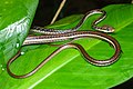 Dendrelaphis haasi