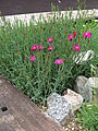 Dianthus myrtinervius