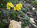 Plante trouvée au col d'Izoard