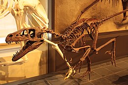Дромеозавр в Канадском музее природы.jpg