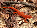 Eft on North Fork Mountain in eastern West Virginia