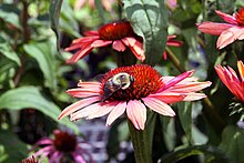 ইচিনেসিয়া/Echinacea