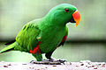 Edelpapagei (Eclectus roratus)