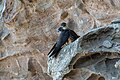 Eleonora's falcon, pair