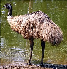 Emu australský (hnědý)