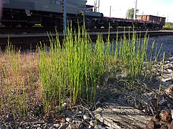 Equisetum ramosissimum subsp. ramosissimum.