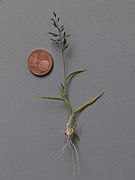 Uprooted specimen with coin for scale