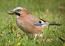 Jays feed on acorns and help to disperse these seeds. Eurasian jay (32648148027) (cropped).jpg