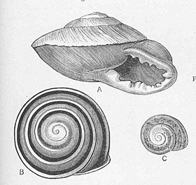 P. torrei assemelha-se a P. imperator (A), porém sua espiral é mais baixa, formando um maior ângulo lateral, e faltam-lhe as projeções dentiformes em sua abertura.