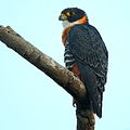 Falco deiroleucus - Оранжевый сокол.JPG