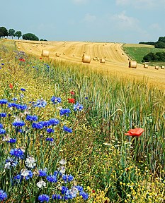 Un champ en été en Belgique. La fleur bleue est un bleuet des champs et la rouge un coquelicot. (définition réelle 1 950 × 2 916*)
