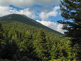 Fir forest on Mt. Mainalo, Greece.jpg