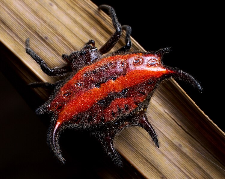 File:Gasteracantha falcicornis (red spiked orb weaver spider).jpg