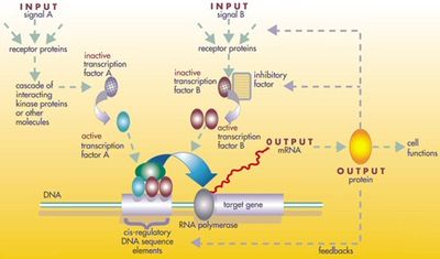 A gene regulatory network Gene Regulatory Network.jpg