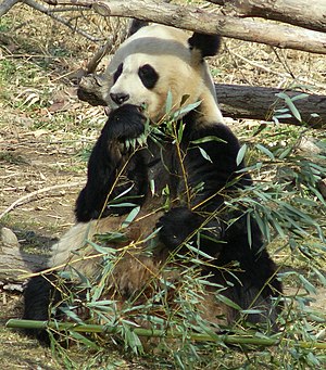 The Giant Panda, Ailuropoda melanoleuca, is th...