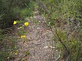 Gompholobium latifolium in the Gibraltar Range National Park