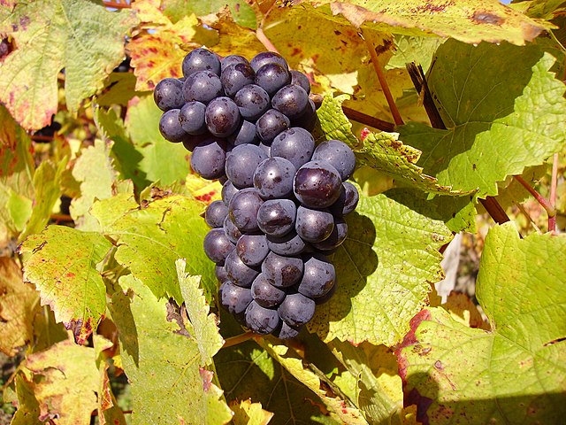 Grape near Sancerre