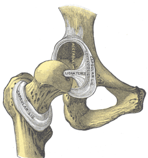 Front view of hip joint with capsular ligament...