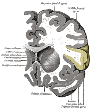 Gyrus frontalis inferior – Wikipedia