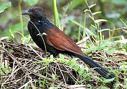 Greater coucal