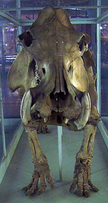 Hippopotamus lemerlei skeleton at the Museum für Naturkunde, Berlin