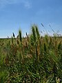 Hordeum marinum