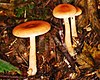 Immature Clintocybe inversa in situ