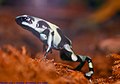 A green and black poison frog, Dendrobates auratus