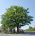 Kriegerdenkmal 1914/18 mit Friedenseiche