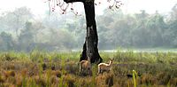 Dins del parc nacional de Kaziranga