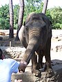 Éléphant d'Asie (Elephas maximus)