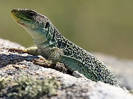 Lagarto