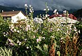 Thüringer Strauchpappel (Lavatera thuringiaca)